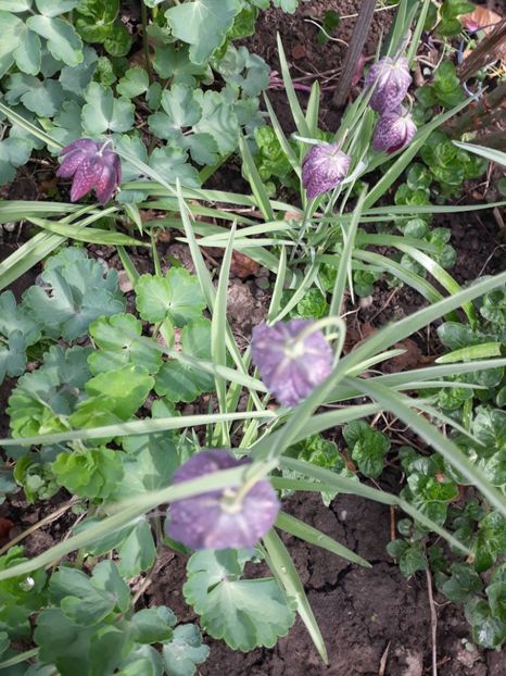 20180415_105314[1] - fritillaria meleagris