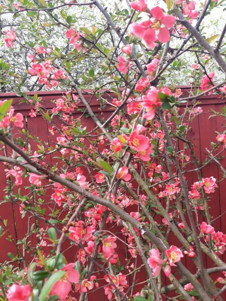 20180415_105148[1] - gutui japonez