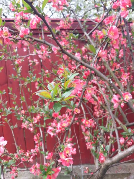 20180415_105154[1] - gutui japonez