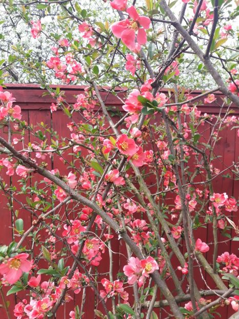 20180415_105152[1] - gutui japonez