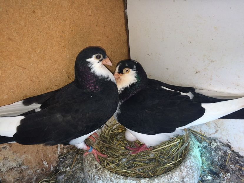  - 02 de prin volieră