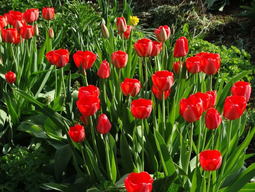  - Plante in gradina 2018