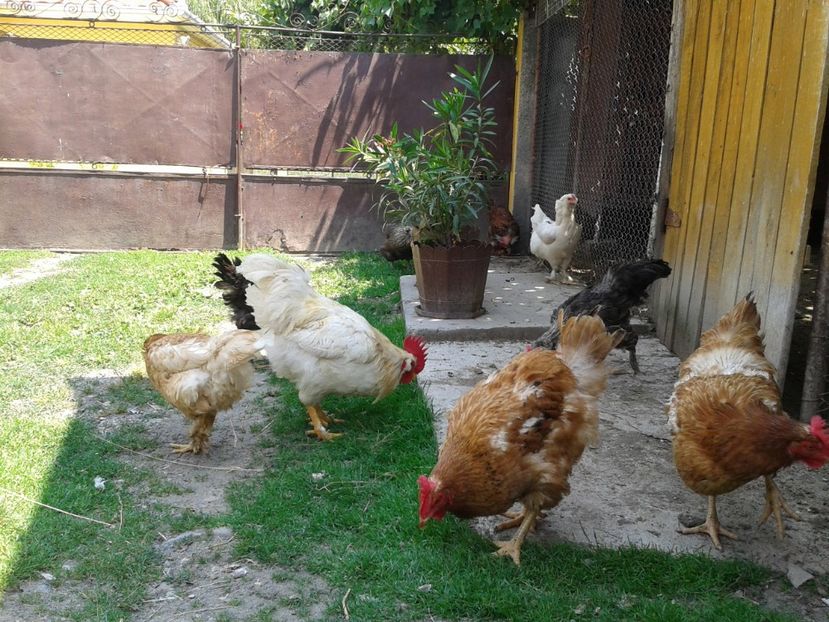  - 05_Gainet_25_iunie_2017