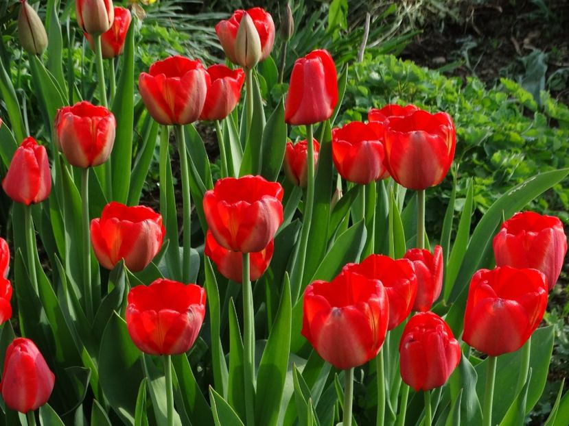  - Plante in gradina 2018