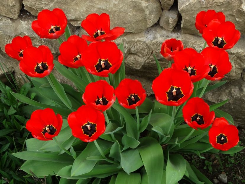  - Plante in gradina 2018