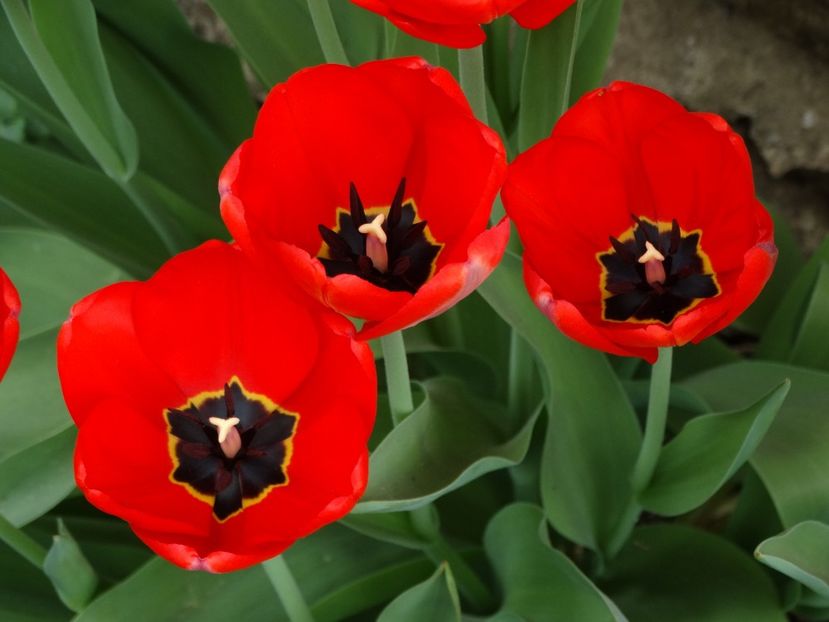  - Plante in gradina 2018