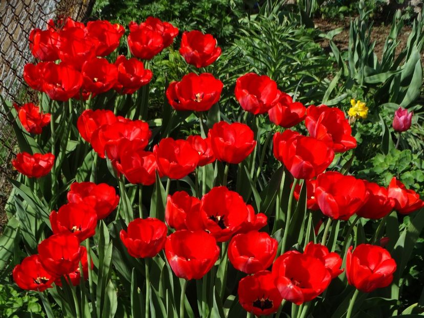  - Plante in gradina 2018