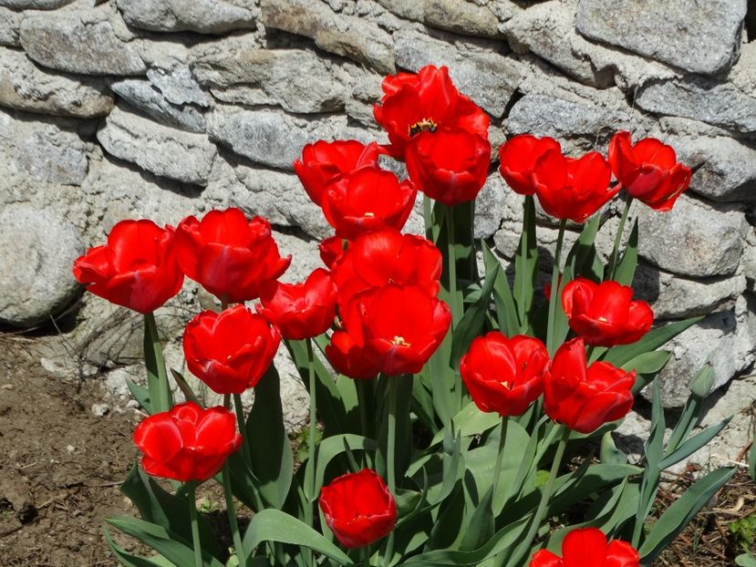  - Plante in gradina 2018
