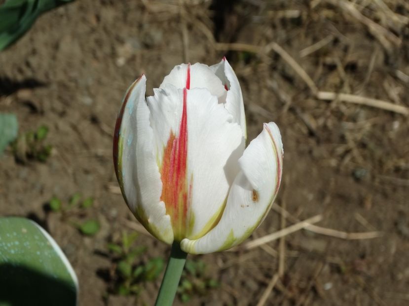  - Plante in gradina 2018