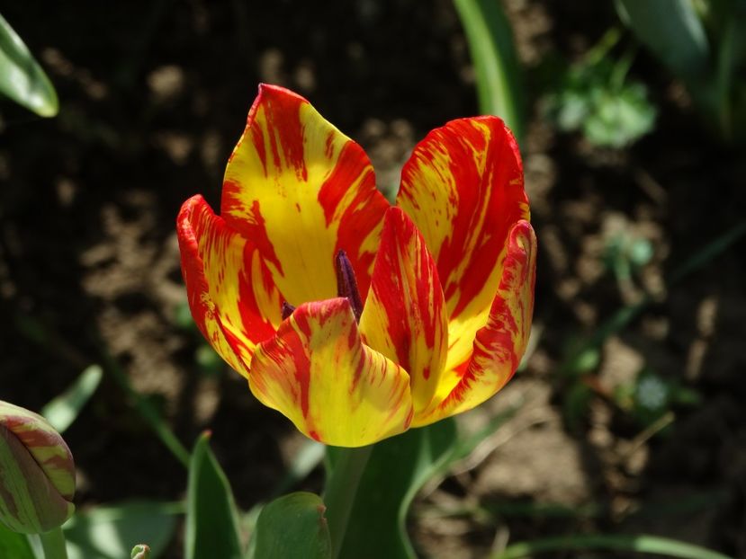  - Plante in gradina 2018