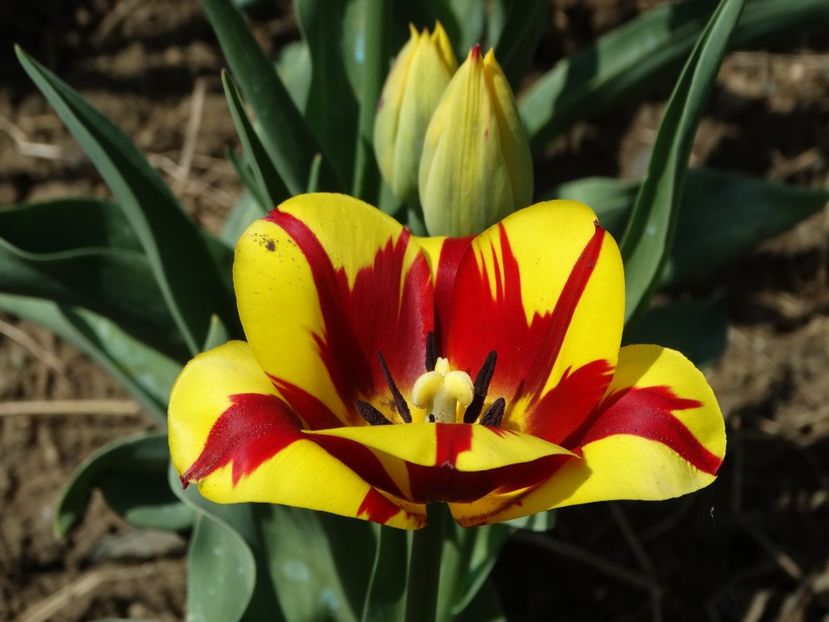  - Plante in gradina 2018