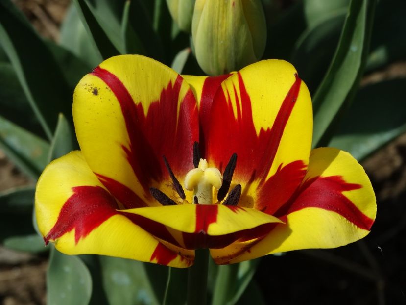  - Plante in gradina 2018