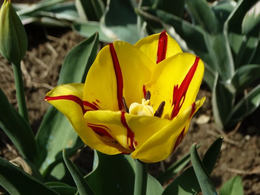  - Plante in gradina 2018