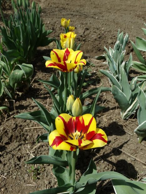  - Plante in gradina 2018