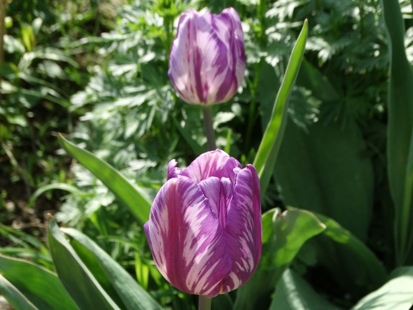  - Plante in gradina 2018