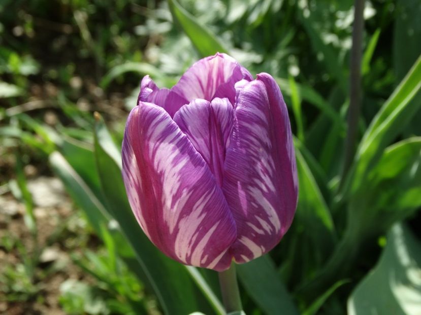  - Plante in gradina 2018