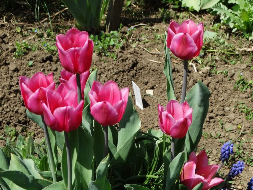  - Plante in gradina 2018