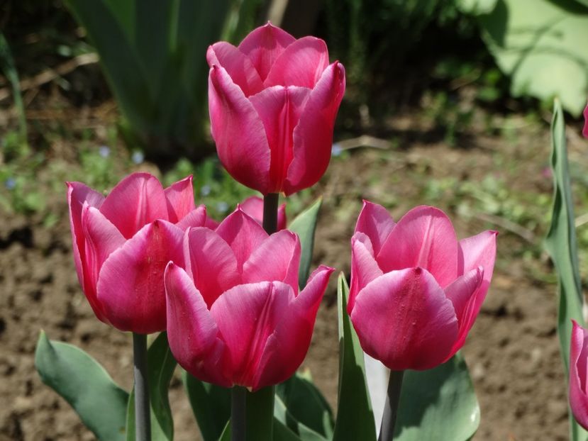  - Plante in gradina 2018