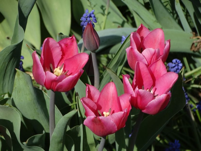  - Plante in gradina 2018