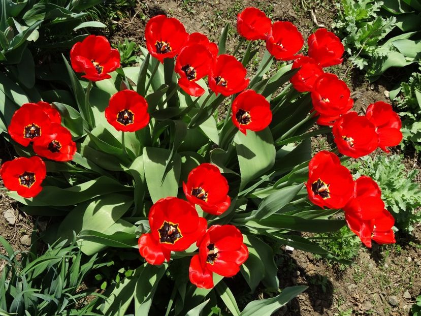  - Plante in gradina 2018