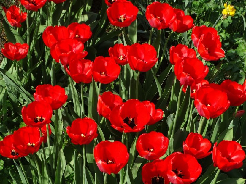  - Plante in gradina 2018