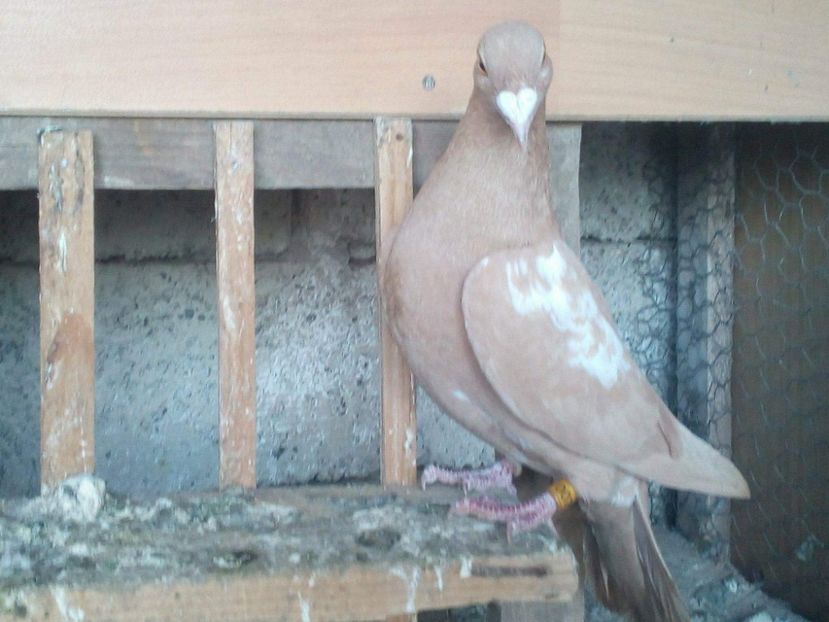 received_585951628447400 - VOIAJORI GALBENI