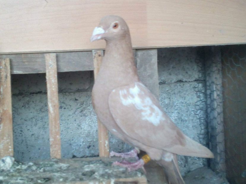 received_585951768447386 - VOIAJORI GALBENI