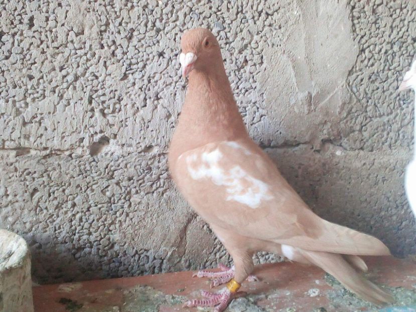 Femela - VOIAJORI GALBENI