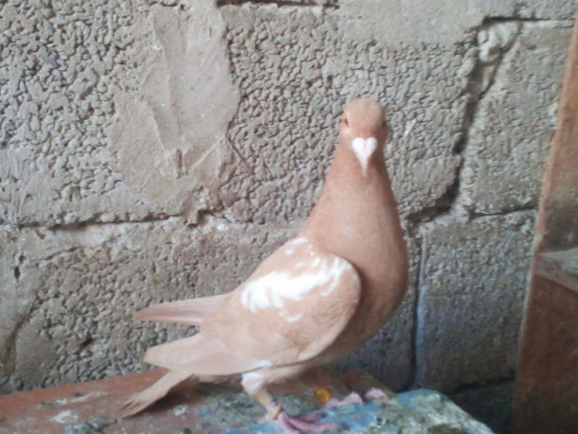 received_585951621780734 - VOIAJORI GALBENI