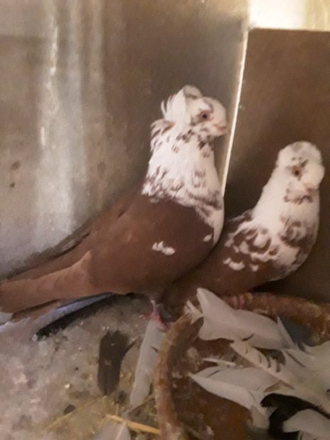  - Jucatori de Timisoara