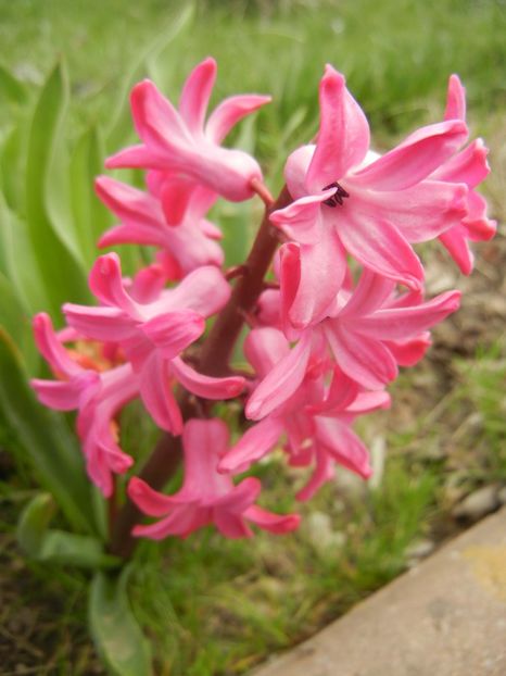 Hyacinth Amsterdam (2018, April 06) - Hyacinth Amsterdam