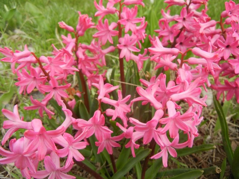 Hyacinth Amsterdam (2018, April 06) - Hyacinth Amsterdam