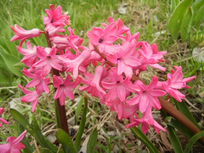 Hyacinth Amsterdam (2018, April 06) - Hyacinth Amsterdam