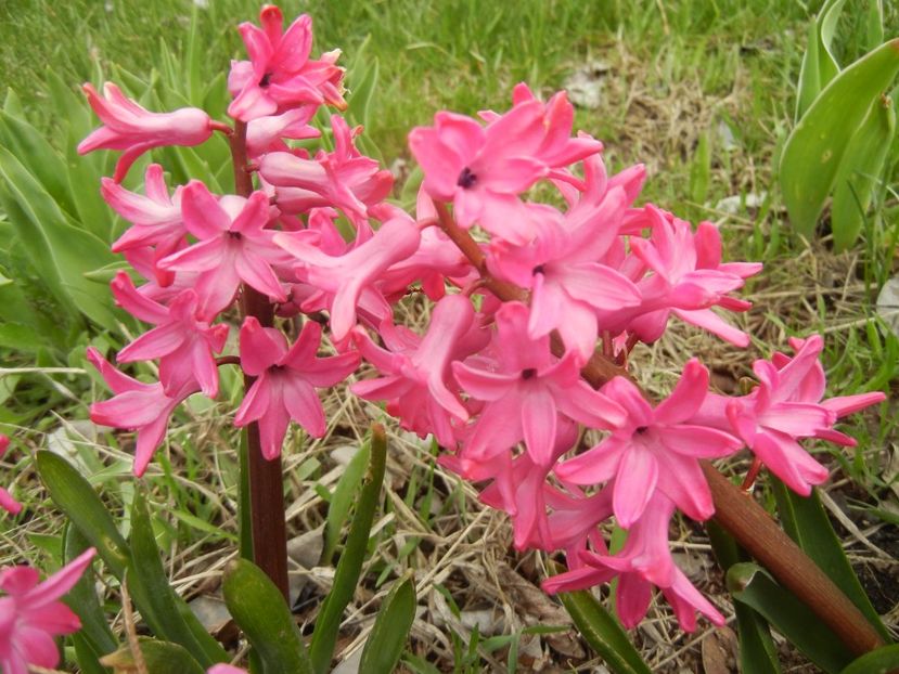 Hyacinth Amsterdam (2018, April 06) - Hyacinth Amsterdam