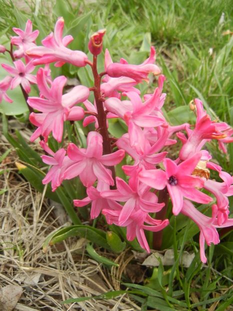 Hyacinth Amsterdam (2018, April 06) - Hyacinth Amsterdam