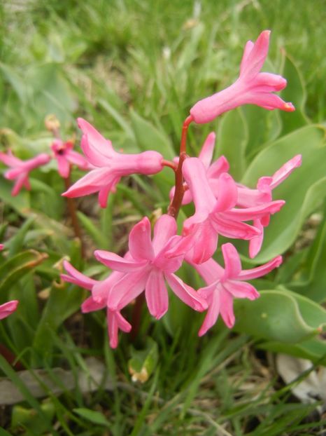 Hyacinth Amsterdam (2018, April 06) - Hyacinth Amsterdam