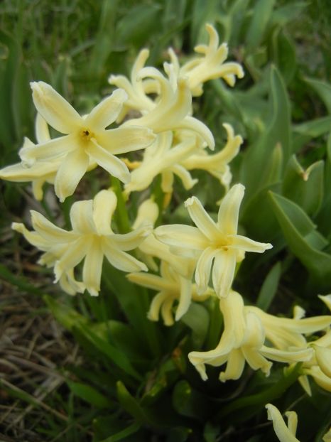 Hyacinth Yellow Queen (2018, April 06) - Hyacinth Yellow Queen