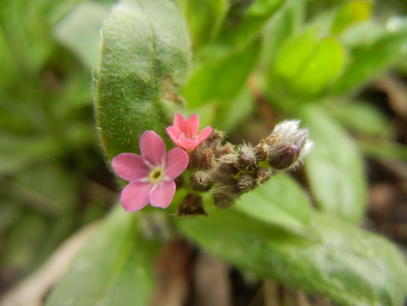 Myosotis alpestris (2018, April 06) - MYOSOTIS Alpestris