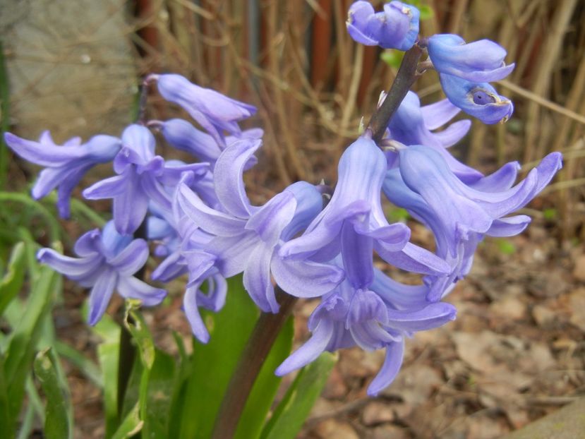 Hyacinth Delft Blue (2018, April 06) - Hyacinth Delft Blue