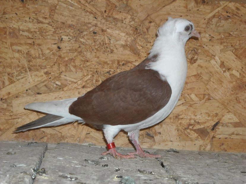 pierdut - PUISORI 2018