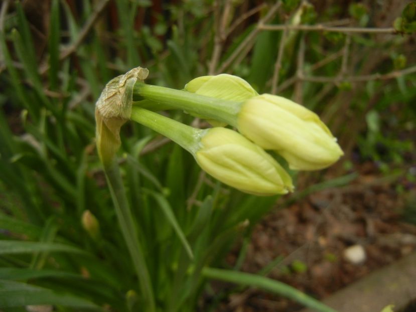 Narcissus Geranium (2018, April 06) - Narcissus Geranium