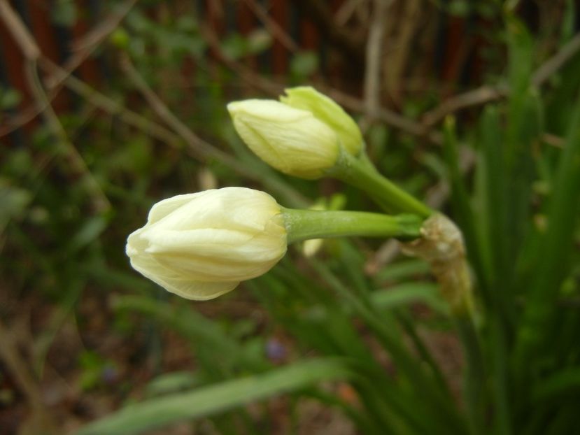 Narcissus Geranium (2018, April 06) - Narcissus Geranium