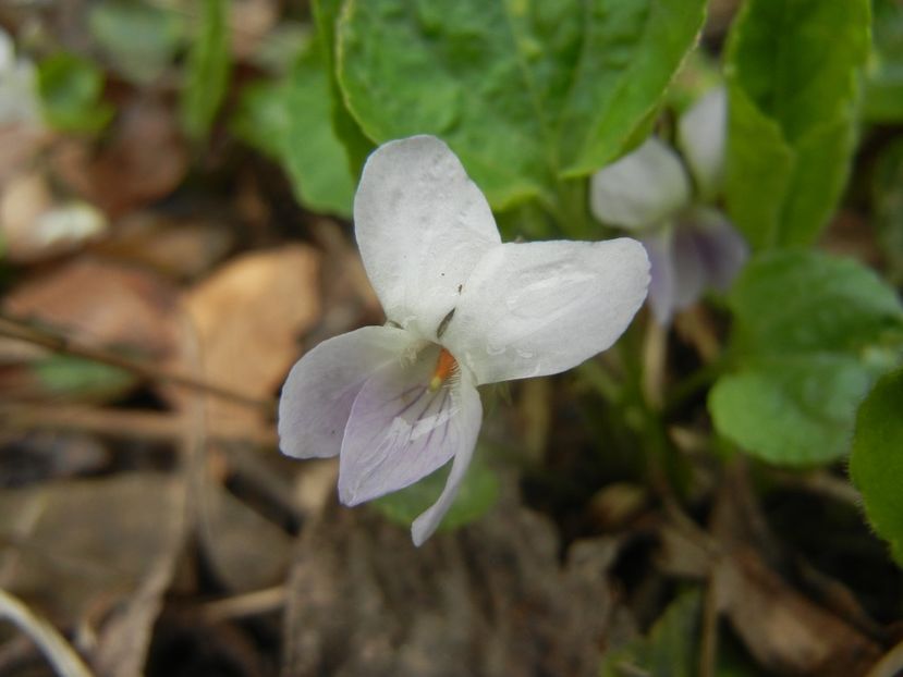Sweet White Violet (2018, April 06) - SWEET VIOLET White