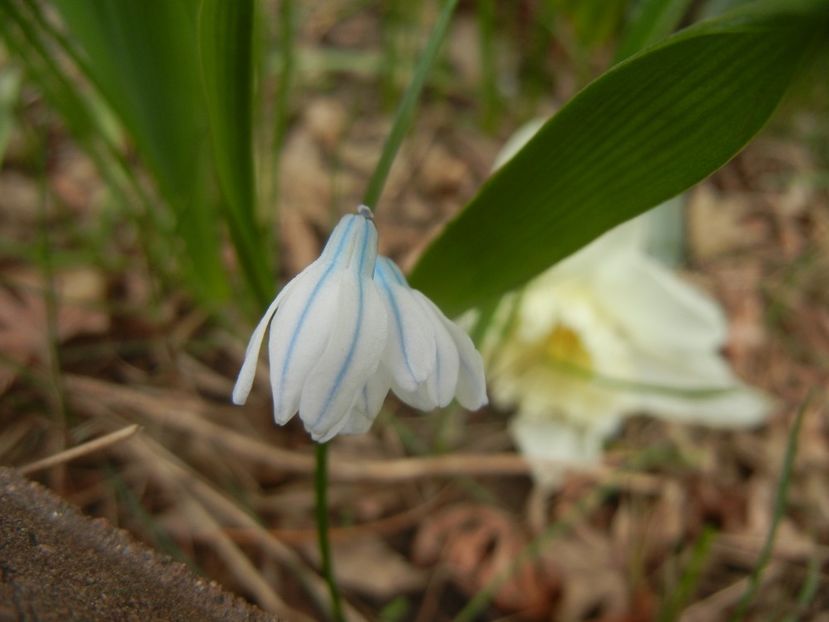 Puschkinia scilloides (2018, April 06) - PUSCHKINIA Scilloides