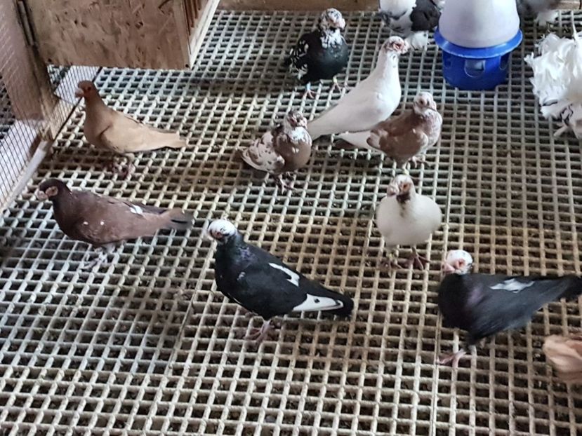  - CARUNCULATI Pentru 2020