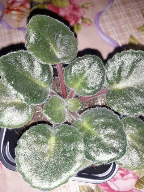 Strawberry Kiss - Violete Africane