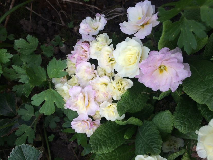 15.04.2018 - A doua grădină