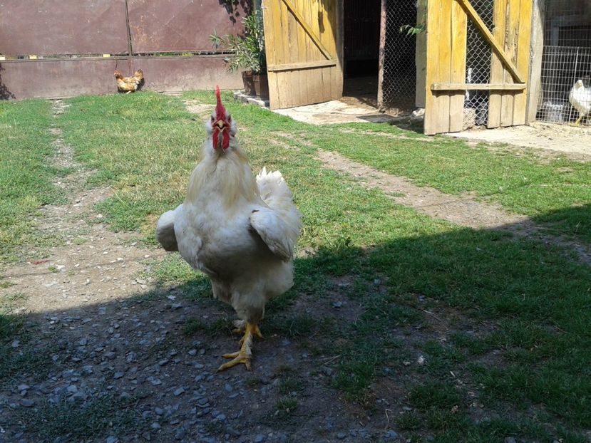  - 07_Gainet_09_10_iulie_2017