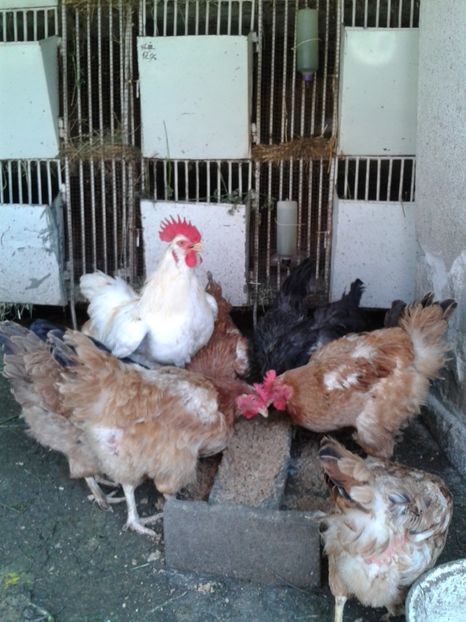  - 07_Gainet_09_10_iulie_2017