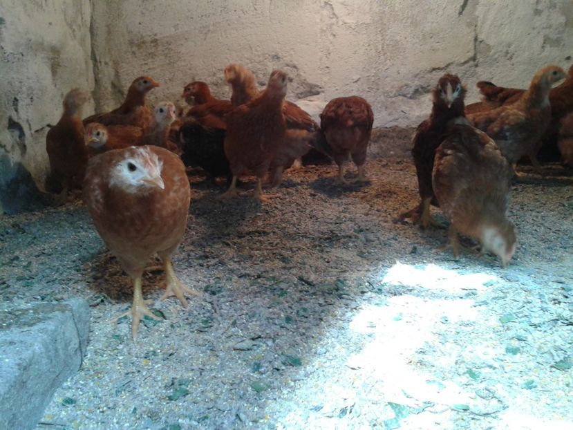  - 07_Gainet_09_10_iulie_2017